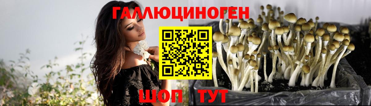 Лосино-Петровский  Галлюциногенные грибы Psilocybe  где купить   Вход с VPN 